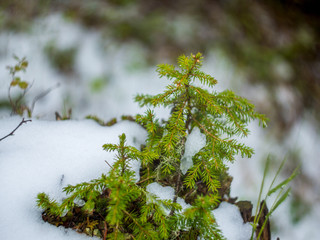 A small tree in the forest on moss