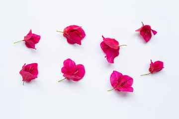 Red bougainvillea flower on white background.