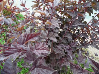 autumn leaves in garden
