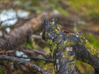 wooden snag with moss in the forest
