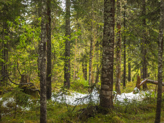 Northern forest the trunks of the trees the moss and leaves