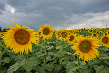 Obraz premium sunflower field flower sky yellow summer agriculture