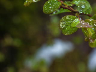 rain drops on the leaves of a Bush in the woods