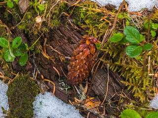 cone on the background of wet moss and fresh snow