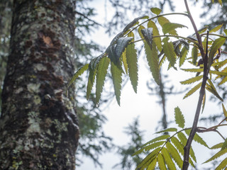 wet branch on the background of a tree trunk in the spring forest