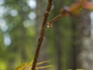 a drop of rain on a branch in the spring forest