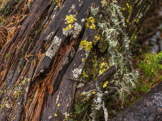 rotten stump covered with moss and lichen