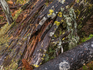 rotten stump covered with moss and lichen