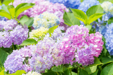 カラフルな紫陽花の花