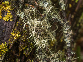 rotten stump covered with moss and lichen