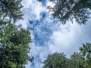 the sky is seen through the trees