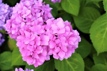 pink flowers in the garden