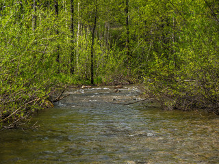 forest river with clear water and rocky bottom