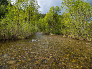 forest river with clear water and rocky bottom