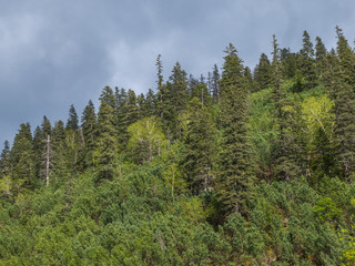 Fototapeta premium hill covered with forest. pine trees and sky