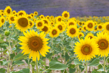 Summertime - sunflowers. Field of blooming sunflowers.