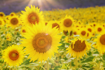 Obraz premium Summertime - sunflowers. Field of blooming sunflowers.