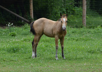 Buckskin foal in pasture