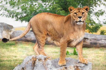 Lioness stands on a rock in the savannah