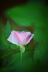pink rose on green background