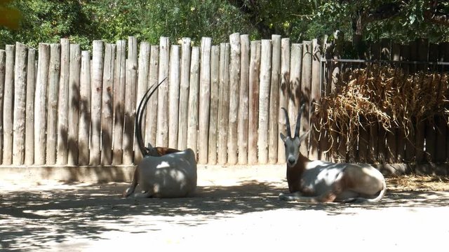 The scimitar oryx, scimitar-horned oryx (Oryx dammah) Sahara oryx