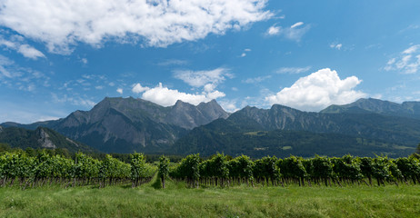 panorama mountain landscape with many rows of Pinot Noir grapevines in the foreground