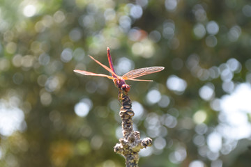 Obraz premium insect macro red dragonfly close up wild life animal nature bokeh background outdoors