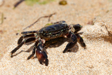 Crab on the beach in spain