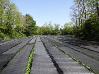 Landscape with wasabi field and forest in Azumino City, Japan