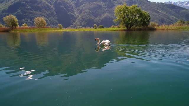 Aerial 4K - Cigno in riserva naturale