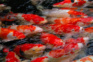 Obraz na płótnie Canvas Japanese Koi fish