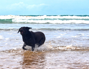 Cheeky looking black Labrador on the beach