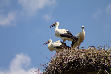 Three storks in a nest watching out
