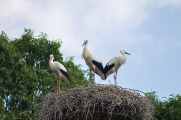 Three storks in a nest
