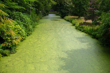 Obraz premium water ditch covered by green moss in a beautiful green forest environment