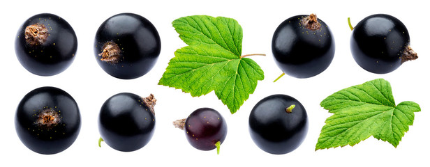 Black currant collection isolated on white background