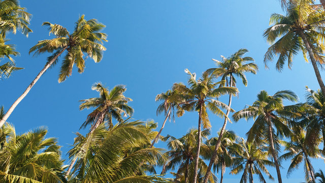 Palm trees against blue sky in Ngapali