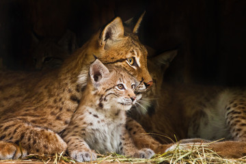 lynx moeder speelt met een schattig klein lynx kitten, aardig en lief.