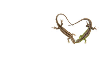 Obraz premium two beautiful lizards formed a heart on a white background view from above. white background with two lizards in the form of a heart top view.