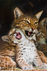 maman lynx joue avec un mignon petit chaton lynx, gentil et adorable.