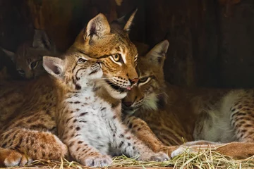 Foto op Canvas lynx moeder speelt met een schattig klein lynx kitten, aardig en lief. © Mikhail Semenov
