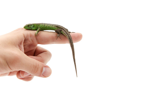 the reptile on the outstretched index finger of a man on white background with copy space. the lizard lowered its tail. human finger indicates the direction. the lizard sits beautifully on the finger