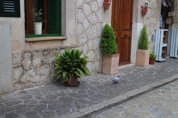Fototapeta na wymiar Pigeon on street of Valldemossa, West Coast, Mallorca, Spain
