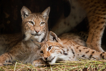 Two lynxes (friends) calmly rest  from laziness, but the look is a sly, dark background.