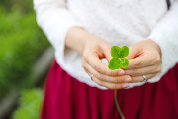 四つ葉のクローバー