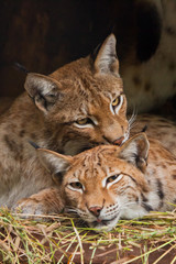 Two big cats, bobcats,(probably male and female) calmly resting on each other, caressing each other, dark background.