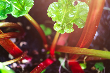 Rhubarb growing in the garden during spring