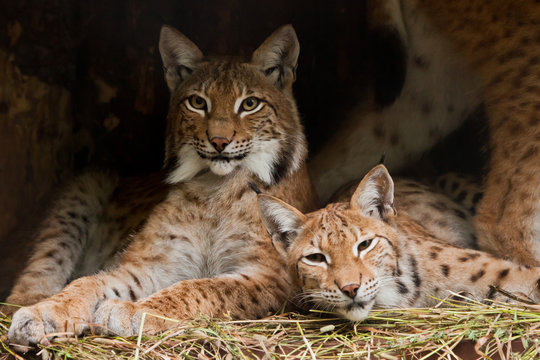 Two lynxes (friends) calmly rest  from laziness, but the look is a sly, dark background.