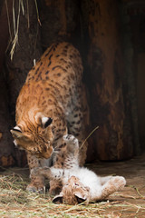 little cute tiny lynx kitten lying on his back and playing with his mom - a huge cat, a dark background. © Mikhail Semenov