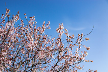 Beautiful flowers tree in a green nature garden background